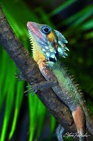 Boyd S Forest Dragon Rainforest Animals Cute Reptiles Animals Beautiful