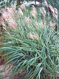 Learn the most popular types and how to grow them. Types Of Ornamental Grasses Hgtv