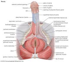 The testes also secrete androgen, the male hormone which influences the growth and. Human Reproductive System The Male Reproductive System Britannica