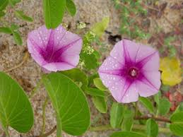 Image result for Ipomoea verbascoidea