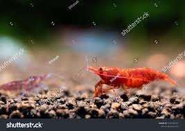 Pregnant Dwarf Fire Red Cherry Shrimp Stock Photo 1225760101 | Shutterstock