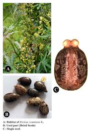 Image result for Ricinus communis