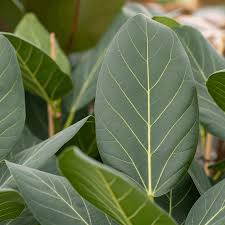 Image result for Ficus muelleriana