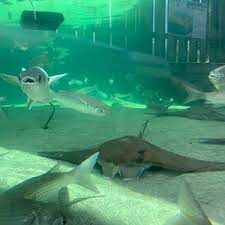From nationally recognized attractions to outdoor activities and more, there are plenty of options to entertain all of your family and friends during your. The 15 Best Things To Do In Dauphin Island 2021 With Photos Tripadvisor