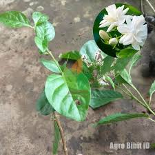 Selain mawar, melati, krisan dan sebagainya, ada banyak. Jual Tanaman Bunga Melati Putih Yang Siap Dikirim Wangi Dan Cantik Yuk Tanam Melati Bibitbuah Agrobibit Garden Jualbibit B Desain Desain Exterior Rumah