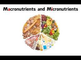 Macronutrients is based on the quantity of a nutrient micronutrients are nutrients that the human body needs in minute amounts so that it can function. Watch How Macronutrients Different From Micronutrients Youtube