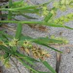 Image result for Eragrostis humidicola
