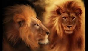 8k uhd tv 16:9 ultra high definition 2160p 1440p 1080p 900p 720p ; Lion Wallpapers 3d Lion Wallpaper Download 1861466 Hd Wallpaper Backgrounds Download
