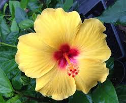 Image result for Hibiscus engleri