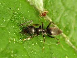 When dealt with early, colonies can be brought under control in just a few days. How To Get Rid Of Odorous House Ants Ants Com