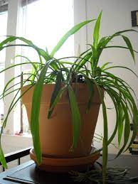 Leaf and linen's plant bundle includes an assortment of six plants. Keeping Your Indoor Container Plants Alive Gardening Know How