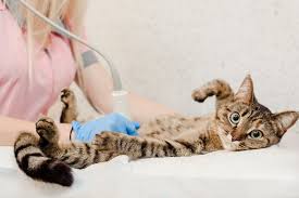 If the cat is otherwise acting normally and showing no signs of discomfort, do not worry. Hernias In Cats Causes Symptoms Surgeries Clemmons Vet