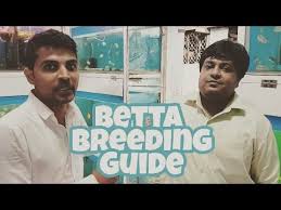How To Breed Betta Fish Step By Step Complete Guide In Hindi Urdu English Subtitles Youtube