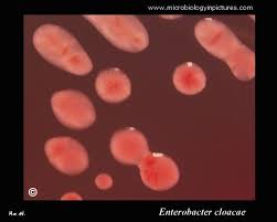 Image result for Enterobacter