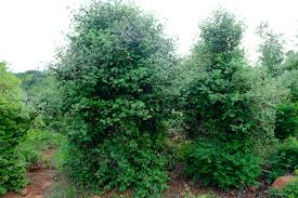 Image result for Androstachys