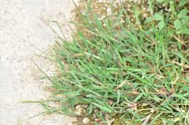 Image result for Chloris pycnothrix