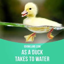 As A Duck Takes To Water Means Easily And Naturally Example The Baby Adapted To The Bottle As A Duck Takes To Water English Idioms Idioms English Phrases