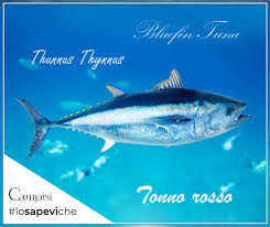 Maybe you would like to learn more about one of these? Ventresca Di Tonno 3 Semplici Ricette Per Una Cena Veloce Campisi