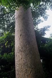 Image result for Milicia