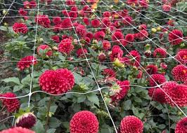 Image result for Physotrichia atropurpurea