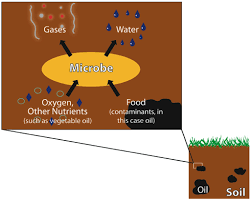 Learn more as we look at three bioremediation examples, and examine the benefits this technique provides to industry.bioremediation refers to any use of microbes to clean up contaminated areas of soil or groundwater. Bioremediation Geoengineer Org