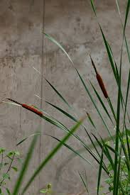 Image result for Typha capensis