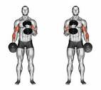 How to Do Hammer Curls (Form & Muscles Worked) - Steel Supplements