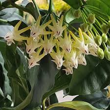 Image result for hoya multiflora