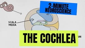 Image result for Cochlea