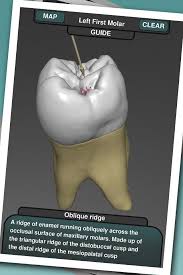Check 'mesiopalatal cusp' translations into polish. Real Tooth Morphology Free For Android Apk Download