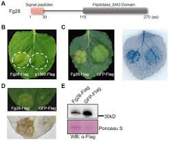 Image result for Eye Rest Green 1983 Hussmann