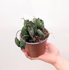 Image result for Kotschya imbricata