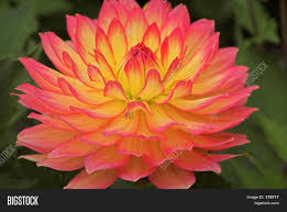 We did not find results for: Pink Yellow Dahlia 02 Image Photo Free Trial Bigstock
