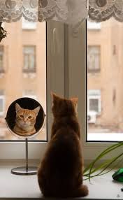 Enchanting Mirror Kedi Hayvanlar Evcil Hayvanlar