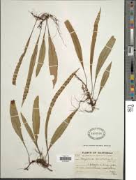 Image result for Pleopeltis macrocarpa