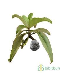 Check spelling or type a new query. Jual Tanaman Cocor Bebek Miracle Leaf Bibitbunga Com