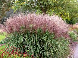 Image result for Miscanthus sinensis