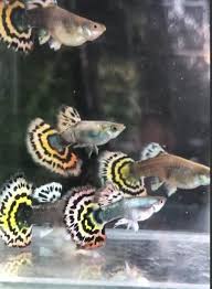 Inch Quality Inch Guppy Fish Tiger Big Dorsal 1trio 1male 2female Betta Fish Guppy Betta