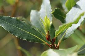 Plant database entry for bay laurel (laurus nobilis little ragu®) with one image and 32 data details. Ist Echter Lorbeer Winterhart So Uberwintern Sie Ihn Richtig