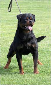 Drachenheim rottweiler kennel drachenheim is a small family kennel located in northern serbia, europe. Haus Of Lazic Rottweilers