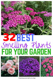 And with their glossy, evergreen leaves, they even look good in the winter! 32 Most Fragrant Perennials Finding Sea Turtles