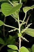 Image result for Acalypha glabrata