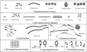 different size shape and arrangement of bacterial cells