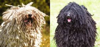 Image result for Komondor