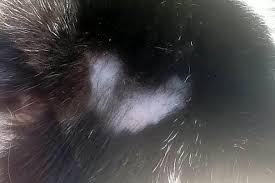 I agree with leslie while a cat has thinner hair on the ears there shoul not have bald spots. Serial Cat Clipper Feared To Be On The Loose With Pets Returning Home Shaved Mirror Online
