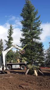 Transplanting a dwarf alberta spruce can be a major undertaking. Big Tree Landscaping Supply And Transplanting Big Tree Landscape Landscape Trees