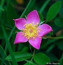 Tall native grass seed this mixture contains the species that form the backbone of the legendary prairie grasses, little and big bluestem, switchgrass, and indiangrass. Pink And Purple Wildflowers Purple Wildflowers Beautiful Flowers Container Flowers
