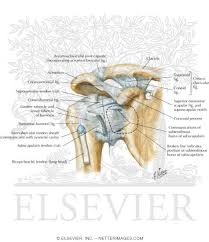These ligaments are main source of stability for the shoulder. Shoulder Ligaments Anterior View