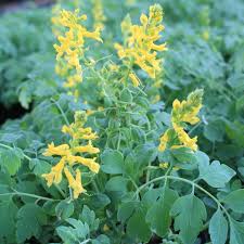 Image result for Corydalis