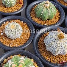 If you use peat and pumice, remember to give artificial fertilizer period by period. Astrophytum Sp Superkabuto Sand Dollar Cactus Buy Seeds At Rarepalmseeds Com